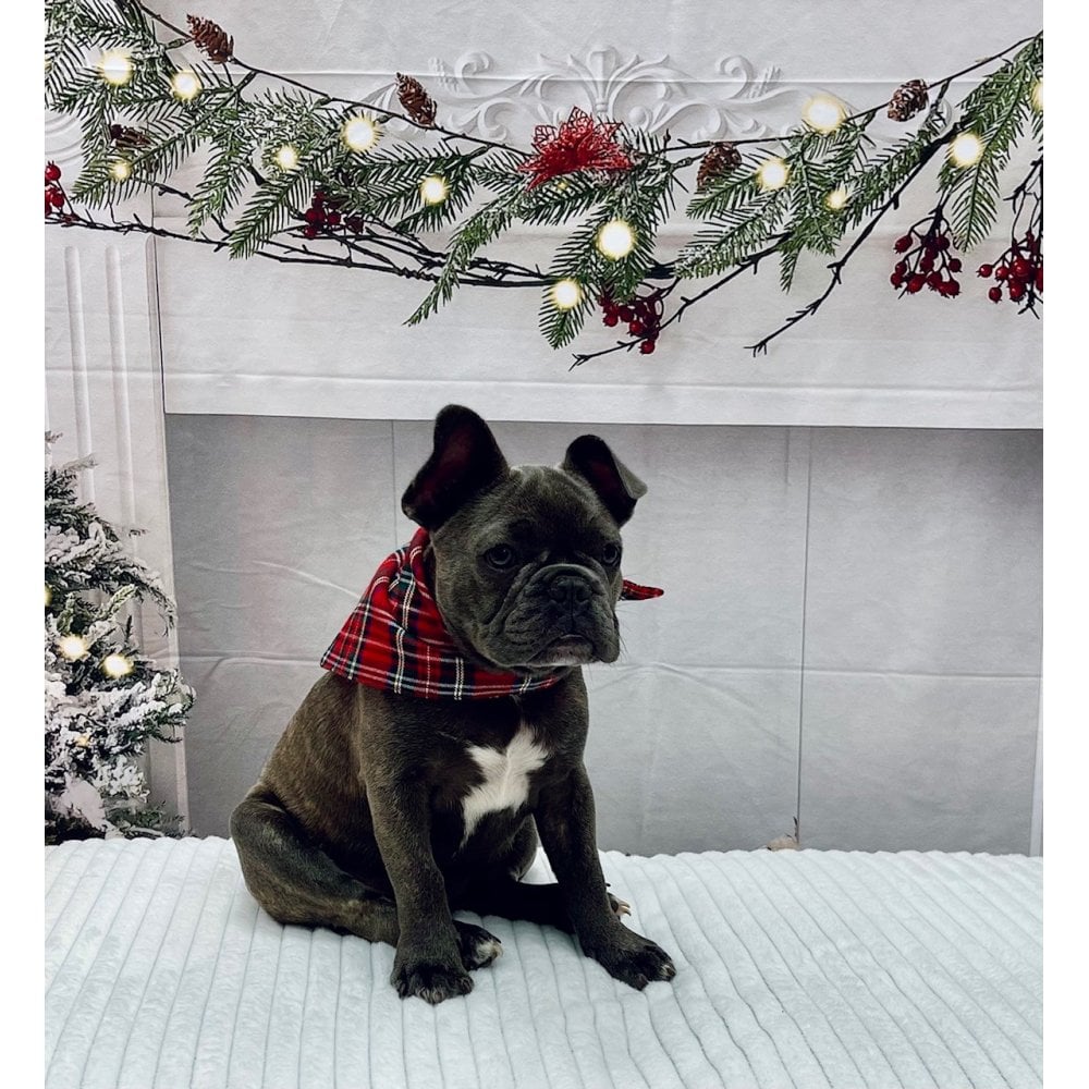 Christmas Red Tartan Dog Bandana
